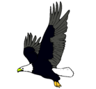 Dibujo Águila volando pintado por 4444445