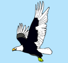 Dibujo Águila volando pintado por isai 