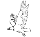 Dibujo Águila volando pintado por 54551