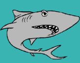 Dibujo Tiburón pintado por under