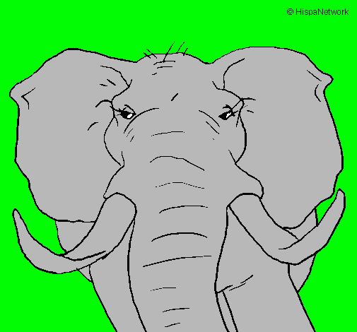 Dibujo Elefante africano pintado por paolo