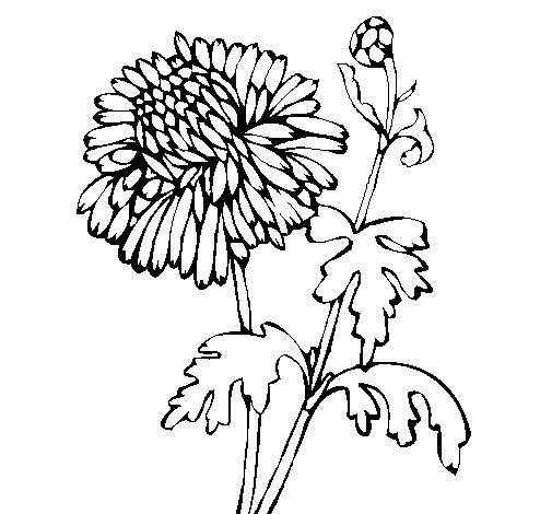 Dibujo Zinnia pintado por Crytius