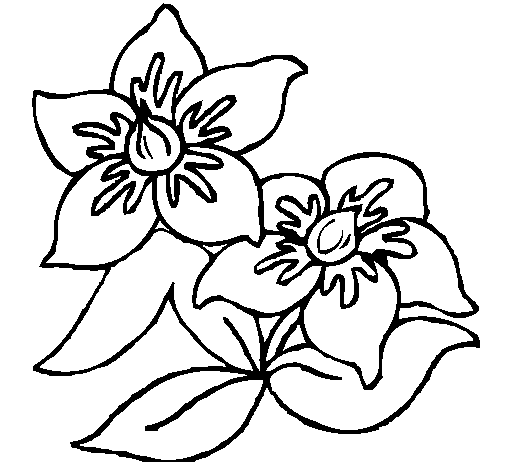 Dibujo Flores pintado por Crytius