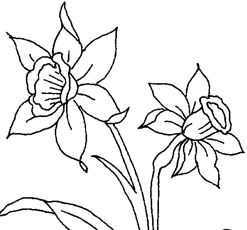 Dibujo Orquídea pintado por Crytius