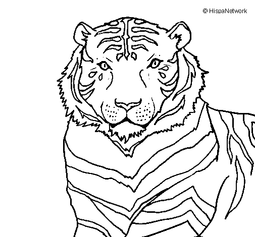 Dibujo Tigre pintado por Crytius