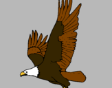 Dibujo Águila volando pintado por josber