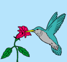 Dibujo Colibrí y una flor pintado por fanyy