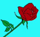 Dibujo Rosa pintado por berzoekama