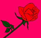 Dibujo Rosa pintado por cole11