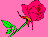 Dibujo Rosa pintado por 141544752318
