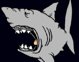 Dibujo Tiburón pintado por CAMICHEER 
