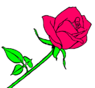 Dibujo Rosa pintado por dara