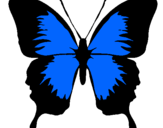 Dibujo Mariposa con alas negras pintado por ssss