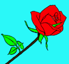 Dibujo Rosa pintado por nato