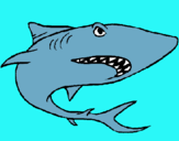 Dibujo Tiburón pintado por Tiburon 