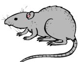 Dibujo Rata subterráena pintado por lysander