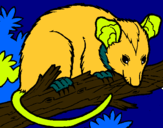 Dibujo Ardilla possum pintado por irun