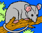 Dibujo Ardilla possum pintado por ailem