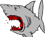Dibujo Tiburón pintado por demia