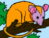 Dibujo Ardilla possum pintado por sinraptor