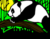 Dibujo Oso panda comiendo pintado por richi14