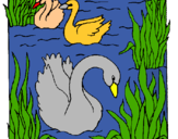 Dibujo Cisnes pintado por aladino