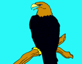 Dibujo Águila en una rama pintado por kevinnn