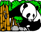 Dibujo Oso panda y bambú pintado por panita