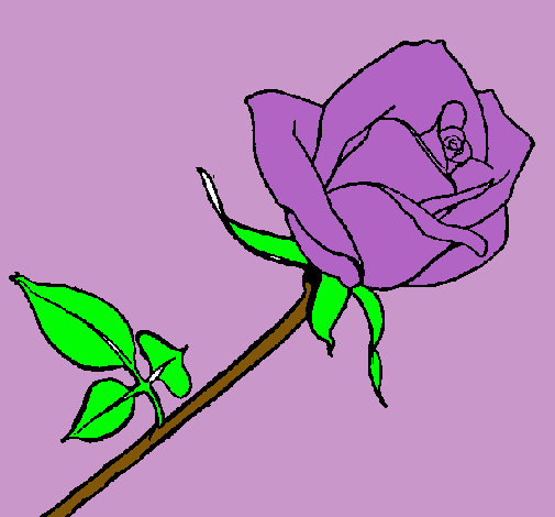 Dibujo Rosa pintado por Amadix