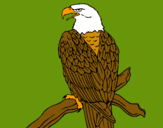 Dibujo Águila en una rama pintado por ybarra