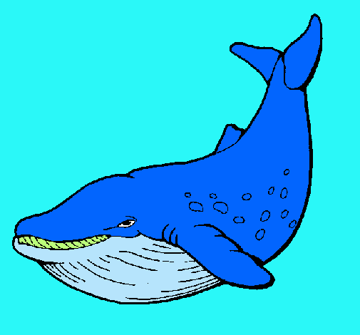 Dibujo Orca pintado por usuar