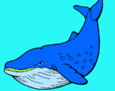 Dibujo Orca pintado por usuar