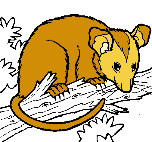 Dibujo Ardilla possum pintado por Annyttta