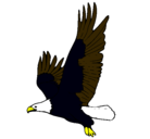 Dibujo Águila volando pintado por hoolla
