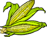 Dibujo Mazorca de maíz pintado por marisole