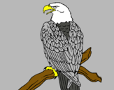 Dibujo Águila en una rama pintado por quinchoncho