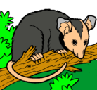Dibujo Ardilla possum pintado por rodrigurdm