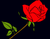 Dibujo Rosa pintado por habbonuria