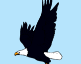 Dibujo Águila volando pintado por jennitha