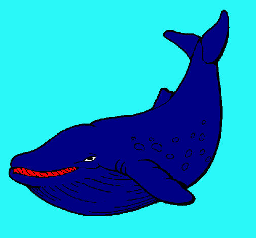 Dibujo Orca pintado por catalt