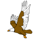 Dibujo Águila volando pintado por nmgchnmcgb