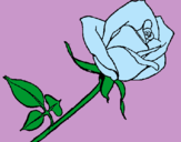 Dibujo Rosa pintado por bianqui