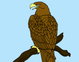 Dibujo Águila en una rama pintado por aguilas
