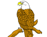 Dibujo Águila en una rama pintado por fhjjuytyiiu