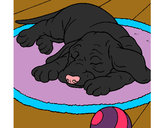 Dibujo Perro durmiendo pintado por Luruchi