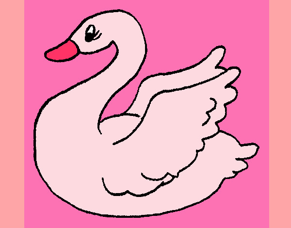 cisne rosa