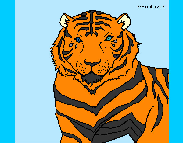 Dibujo Tigre 3 pintado por hectorguer