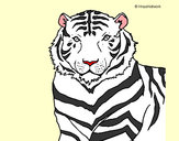 Dibujo Tigre 3 pintado por supermari