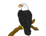 Dibujo Águila en una rama pintado por miriolas