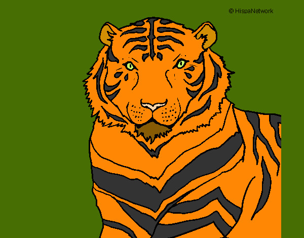 Dibujo Tigre 3 pintado por auxili